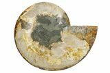 Cut & Polished Ammonite Fossil (Half) - Madagascar #347843-1